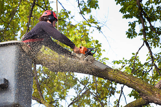 How Our Tree Care Process Works  in  Albany, LA